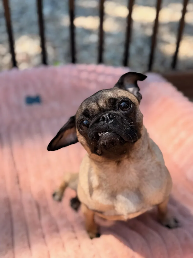 Gigi thumbnail 3