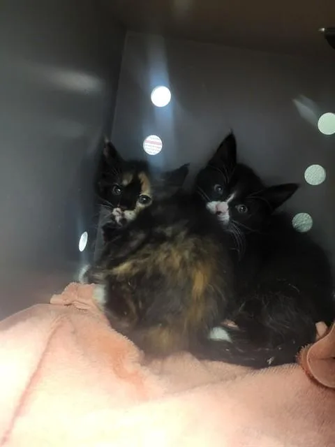 A baby small-sized female Domestic Short Hair cat named Spaghetti for adoption in Palo Alto, CA