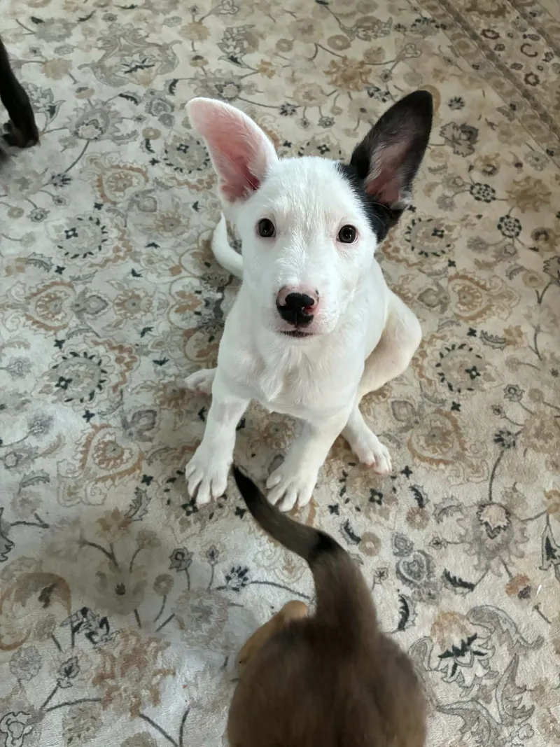 A baby medium-sized male Shepherd dog named Everestt for adoption in Salt Lake City, UT