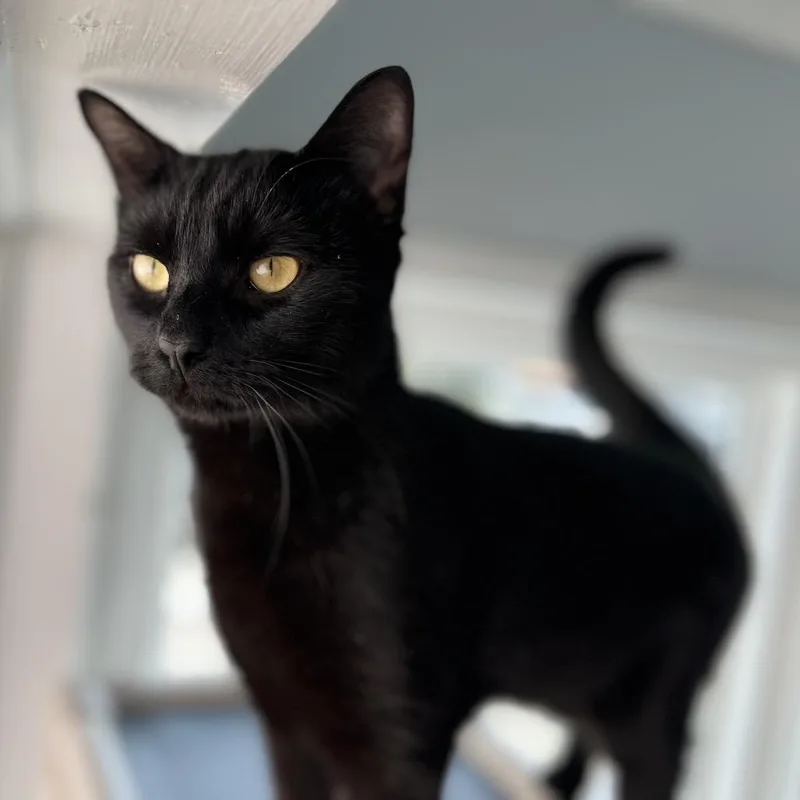 A young large-sized male Black Domestic Short Hair cat named Promenade for adoption in Durham, NC