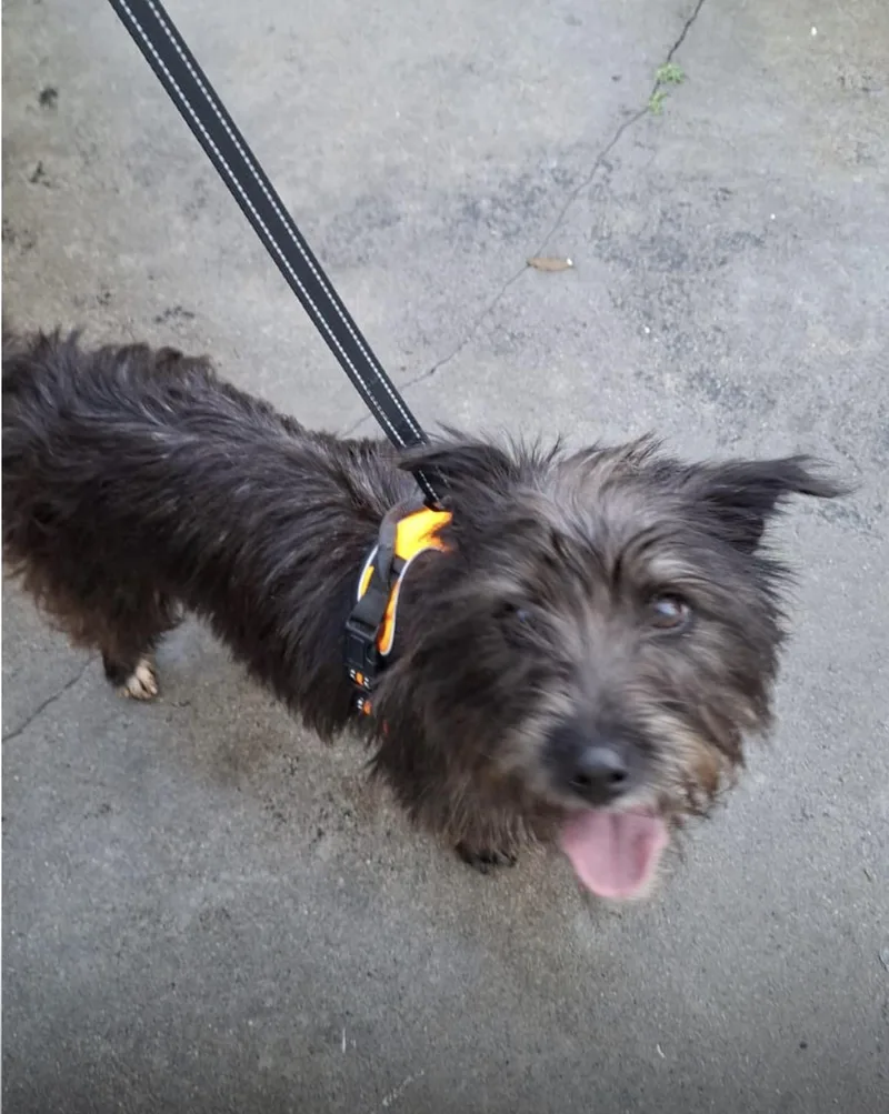 A young small-sized female Terrier dog named June for adoption in San Diego, CA