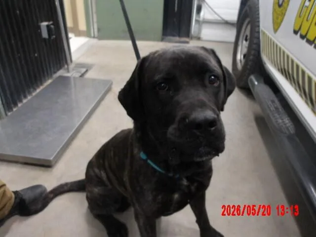 An adult extra large-sized male Black Cane Corso dog named Goliath for adoption in Hobbs, NM