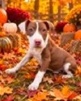 A baby small-sized female Mixed Breed dog named Nessa for adoption in Washington, DC