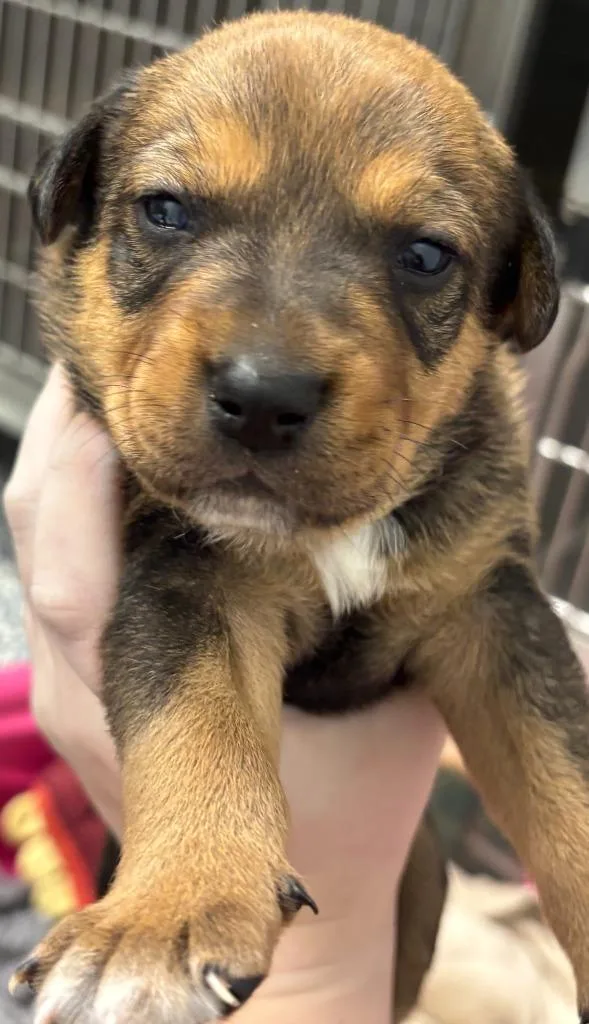 A baby medium-sized male Border Collie dog named Hatch for adoption in Carthage, MO