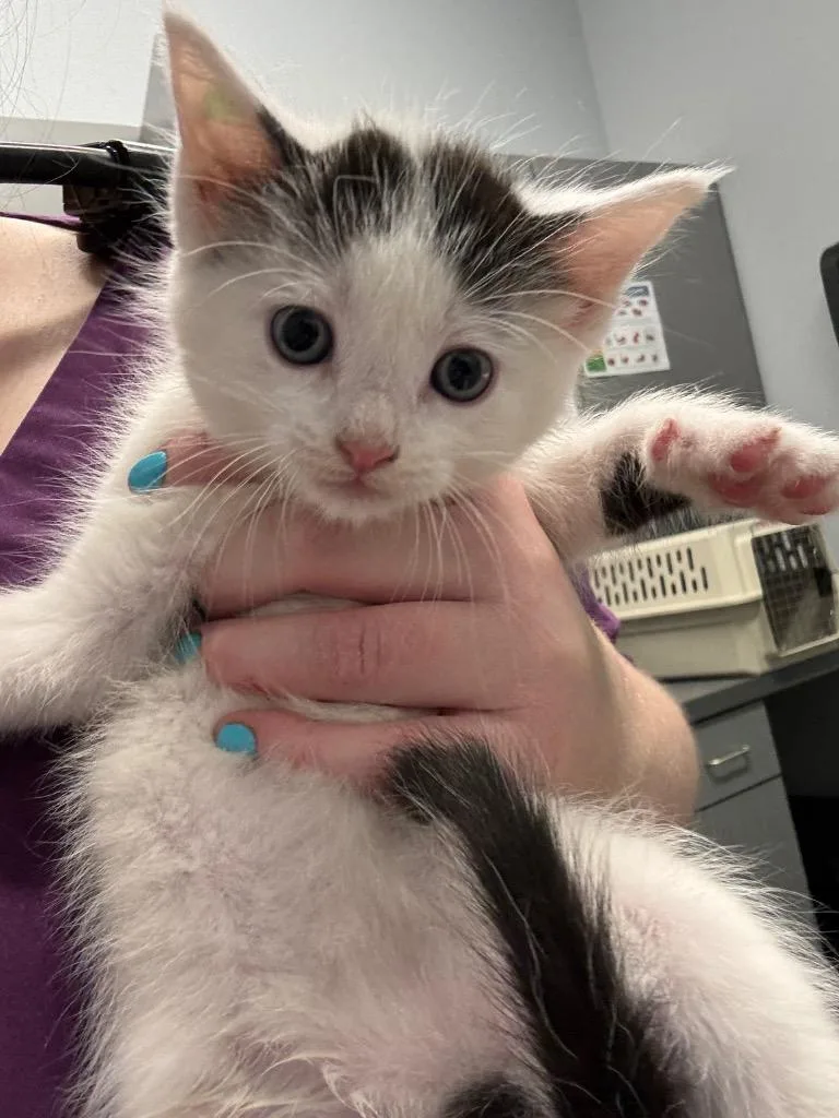 A baby medium-sized male Domestic Short Hair cat named Picasso for adoption in Bloomington, IN