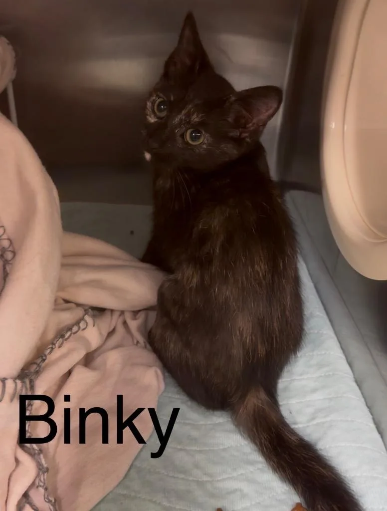A baby small-sized female Domestic Short Hair cat named Binky for adoption in Blountville, TN