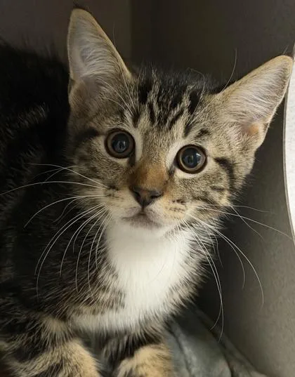 A baby small-sized male Domestic Short Hair cat named Jayne for adoption in Sacramento, CA
