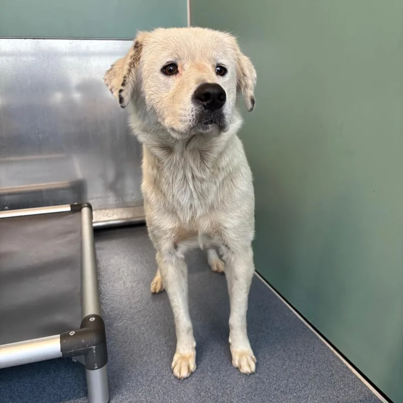 An adult medium-sized female Great Pyrenees dog named Sassy for adoption in St Joseph, MO