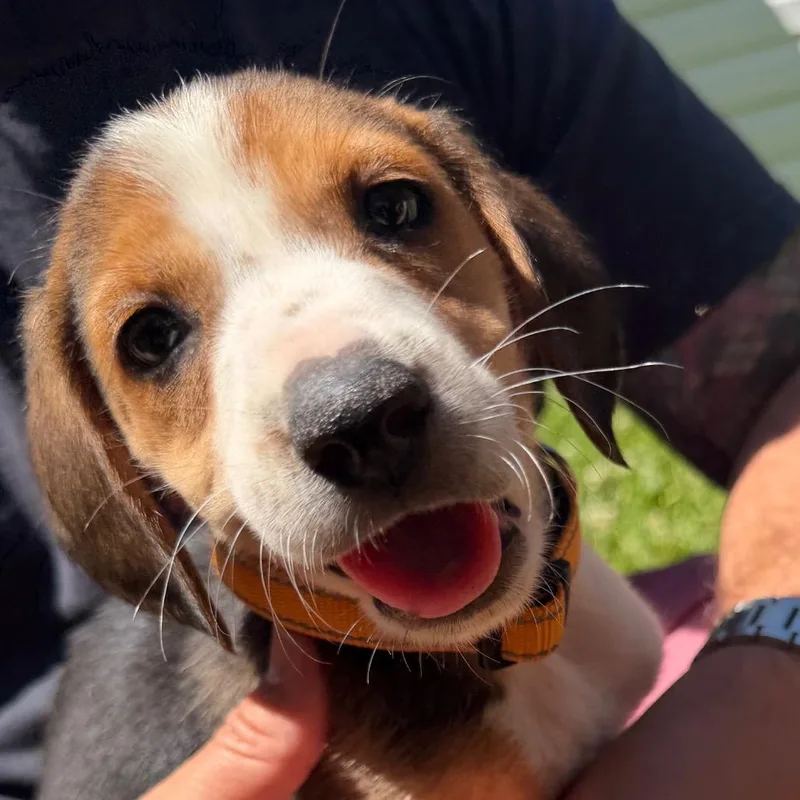 A baby medium-sized female Golden Hound dog named Jan for adoption in Richmond, VA