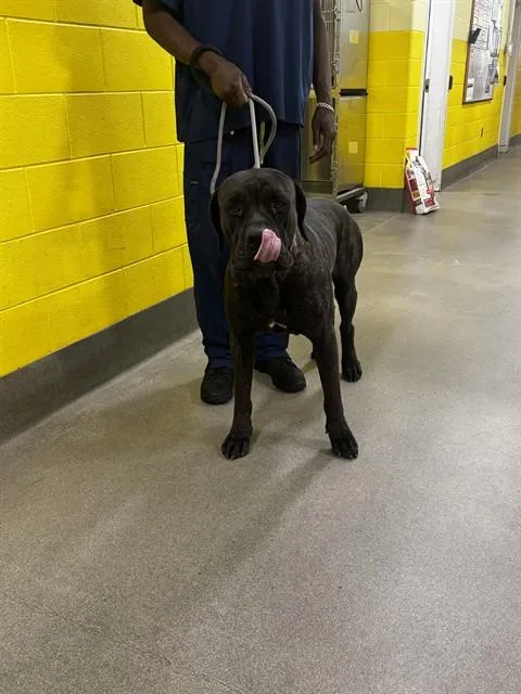 An adult large-sized male Cane Corso dog named Berlin for adoption in Upper Marlboro, MD