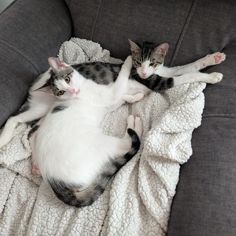 A baby medium-sized female White Turkish Van cat named Tucker and Baby Mia for adoption in Liverpool, TX