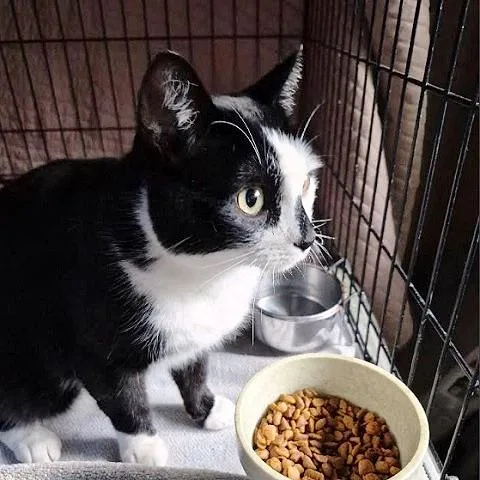 An adult large-sized male Black & White / Tuxedo Domestic Short Hair cat named Angus for adoption in Salt Lake City, UT