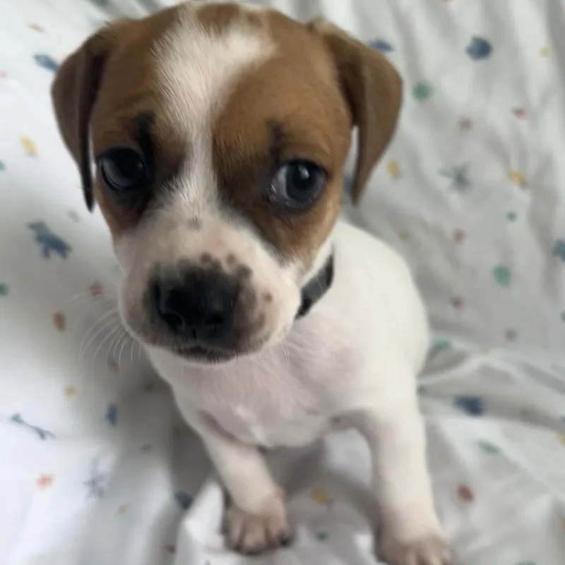 A baby small-sized male Brown / Chocolate Mixed Breed dog named Coming Soonflap Jack for adoption in Goodlettsville, TN