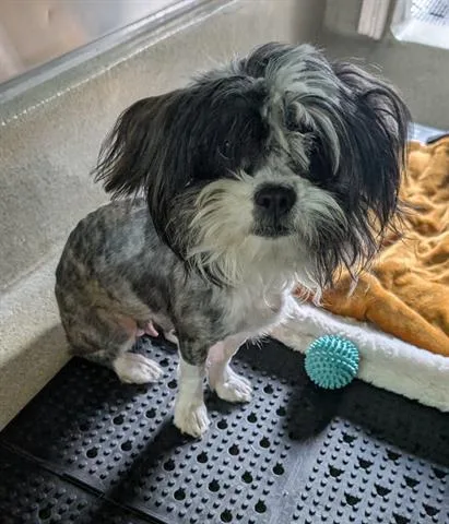 An adult small-sized female Shih Tzu dog named Zhen for adoption in San Martin, CA