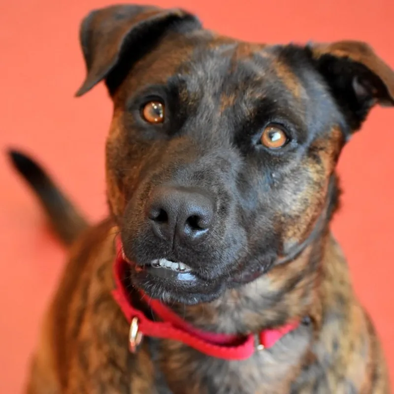 A senior large-sized male Brindle Terrier dog named Bodhi for adoption in Jupiter, FL