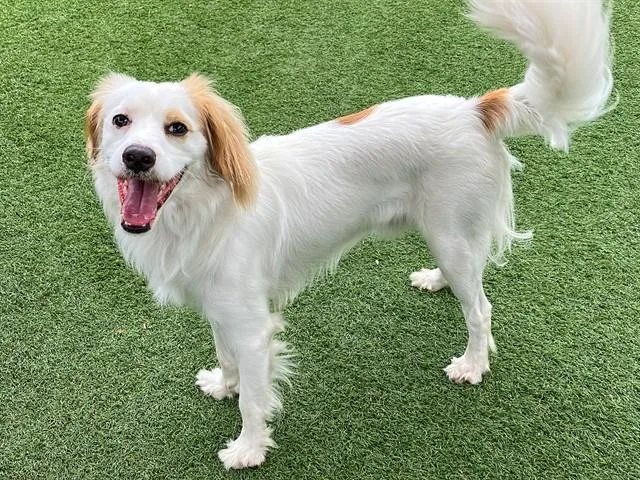 A young small-sized male Brittany Spaniel dog named Maynard for adoption in Tustin, CA