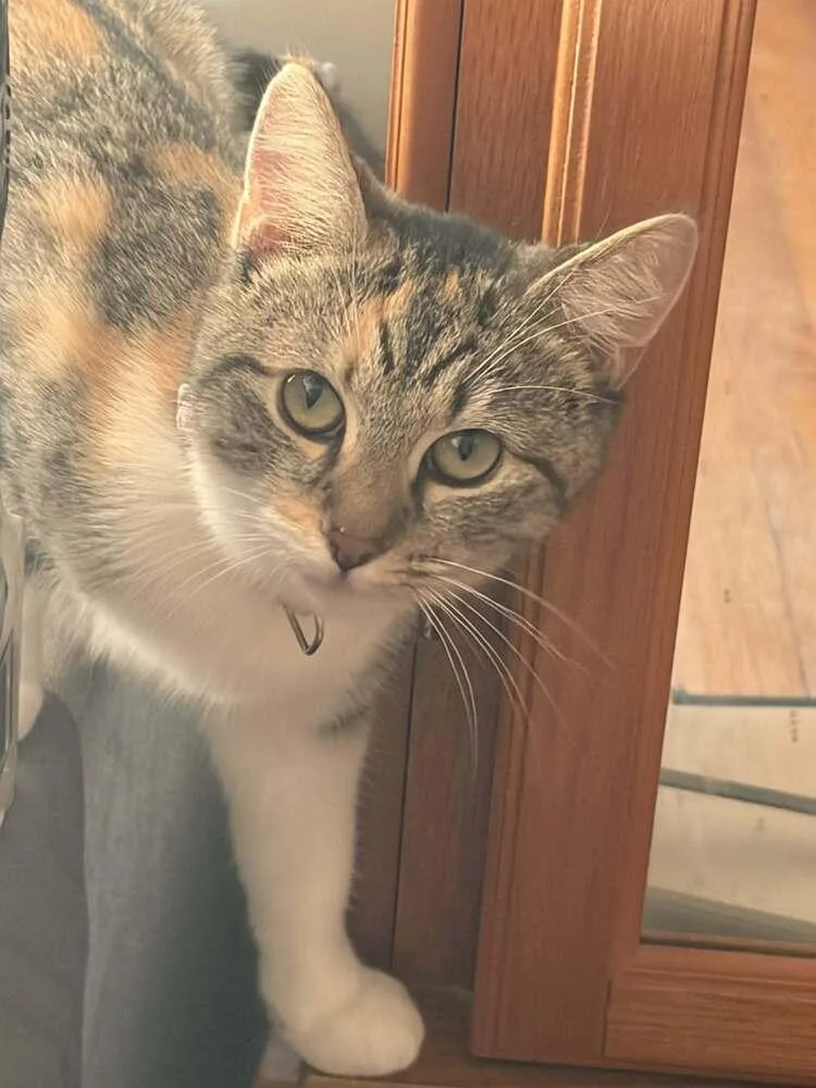 Brittany thumbnail 4