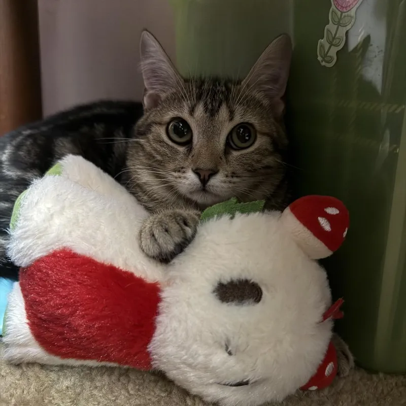 A young medium-sized female Brown / Chocolate Domestic Short Hair cat named Charlotte for adoption in Mount Laurel, NJ