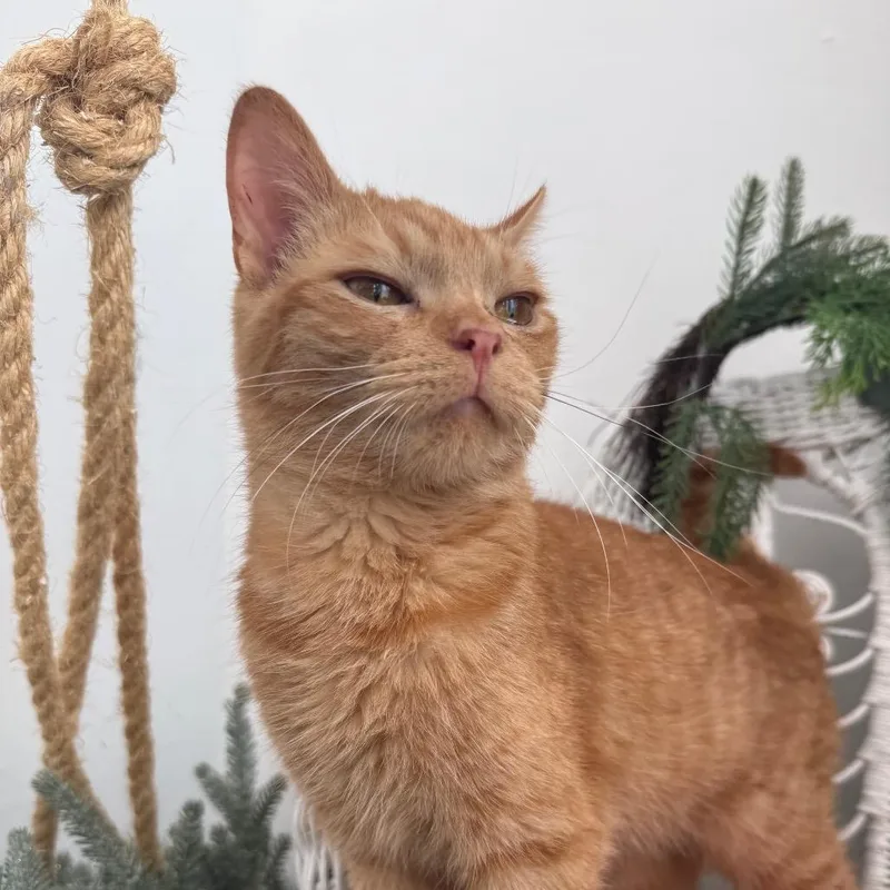 A young medium-sized male Orange / Red Domestic Short Hair cat named Bunting EL for adoption in Eaton Rapids, MI