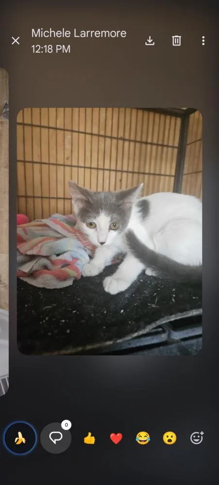 A baby small-sized female Gray & White Domestic Short Hair cat named Lacey for adoption in Thatcher, AZ