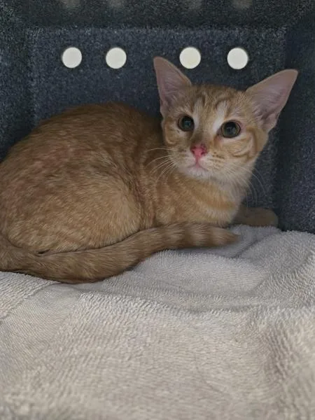 A baby medium-sized female Domestic Short Hair cat named Bashful for adoption in Salt Lake City, UT