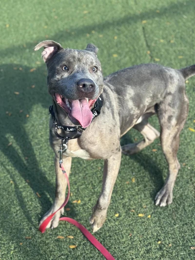 A young medium-sized male Gray / Blue / Silver Pit Bull Terrier dog named Blitz for adoption in Cleveland, OH