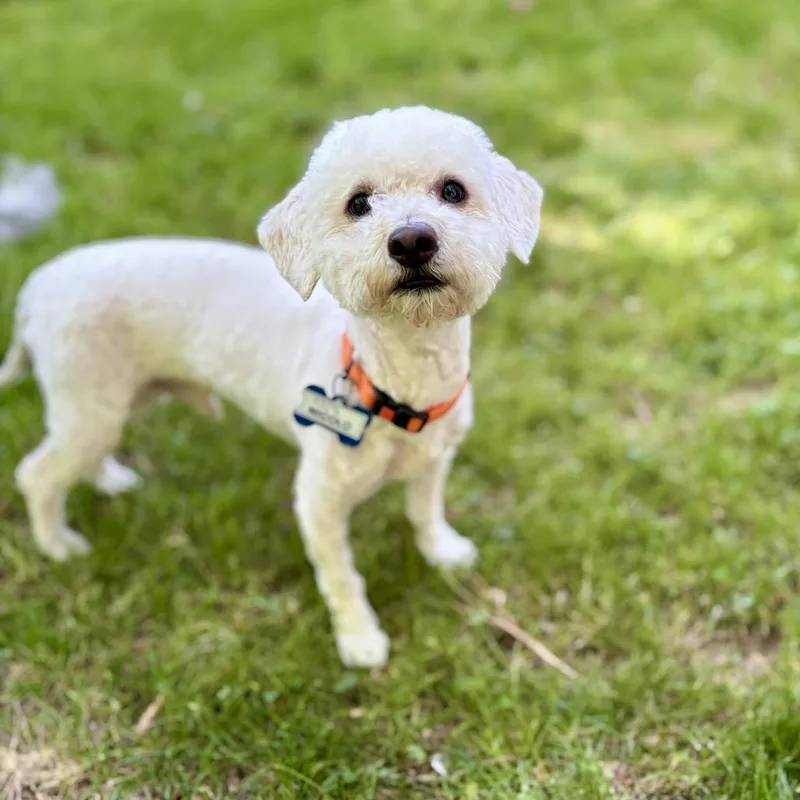 An adult small-sized male White / Cream Poodle dog named Nicolo for adoption in Wake Forest, NC