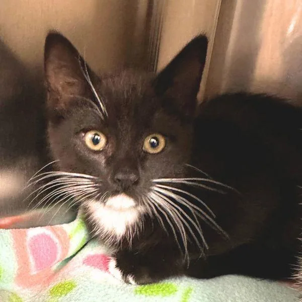 A baby small-sized female Domestic Short Hair cat named Demarini for adoption in Walnut Creek, CA