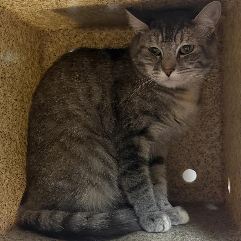 An adult medium-sized female Gray / Blue / Silver Domestic Medium Hair cat named Cheryl for adoption in Reno, NV