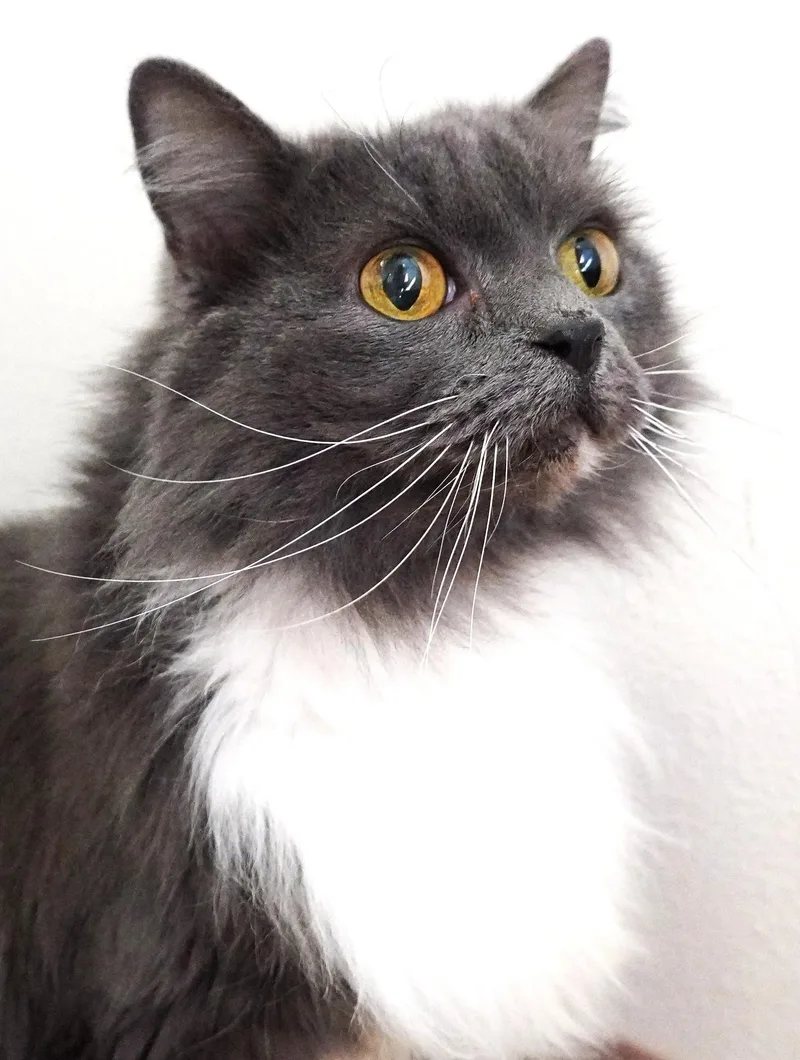 Catarina