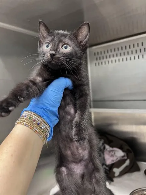 A baby small-sized male Domestic Short Hair cat named Grover for adoption in Tallahassee, FL