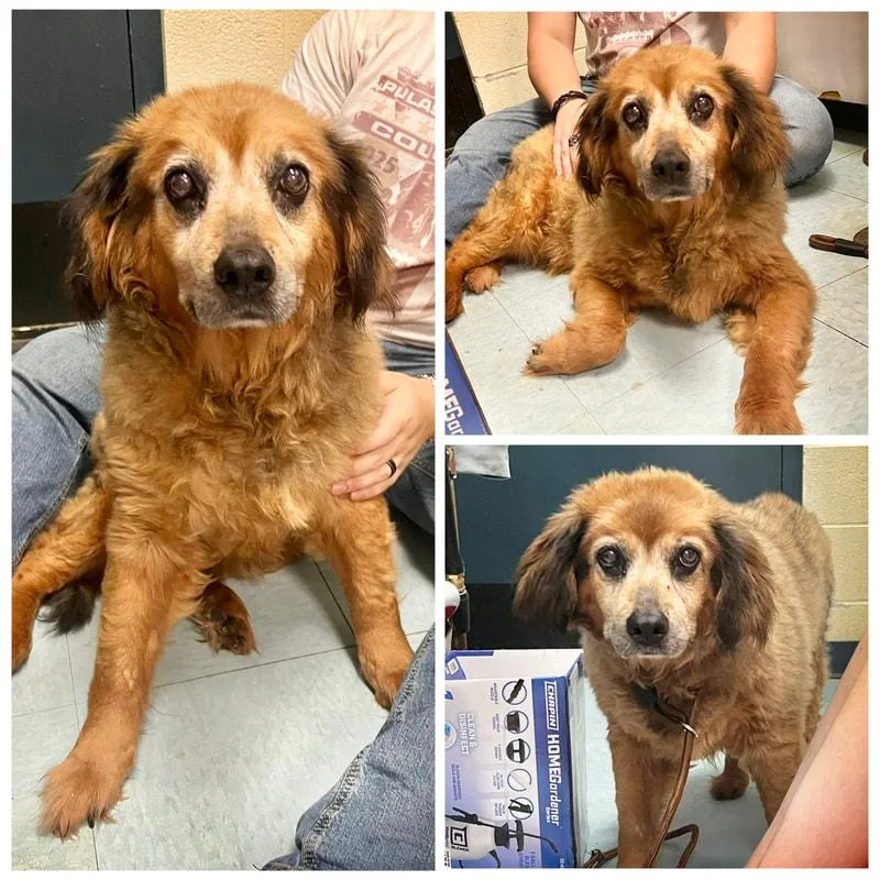 A senior medium-sized female Mixed Breed dog named Ethel for adoption in Dublin, VA