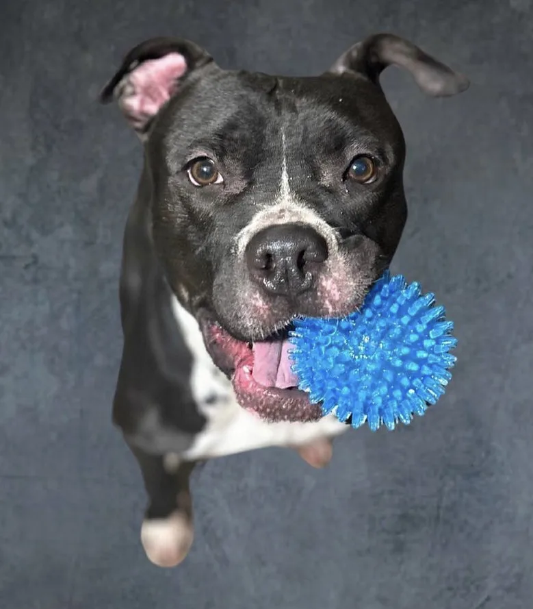 An adult large-sized male American Bulldog dog named Spooki for adoption in Staten island, NY