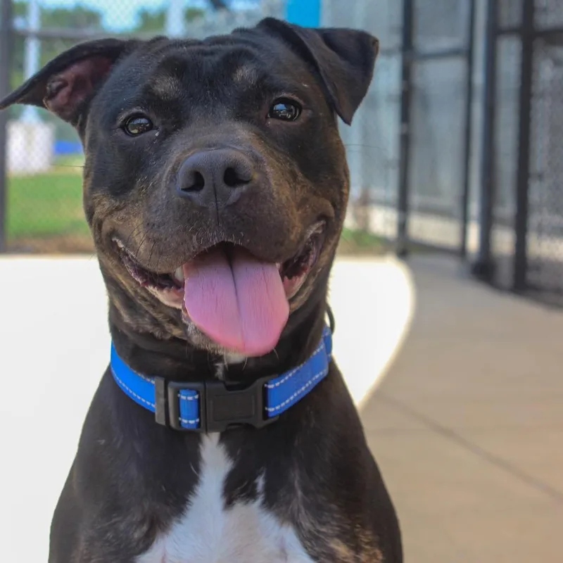 An adult medium-sized female Black Pit Bull Terrier dog named Lahoma for adoption in Norman, OK