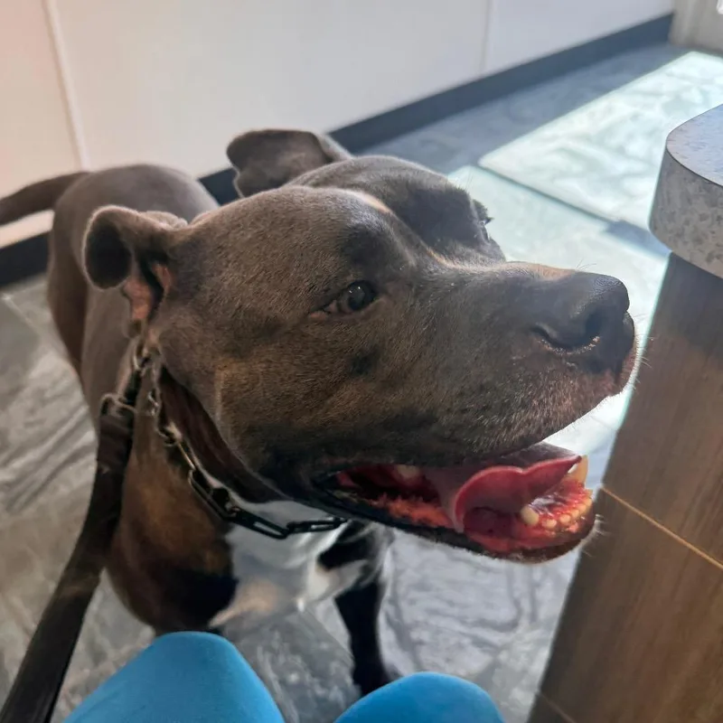 Ivan