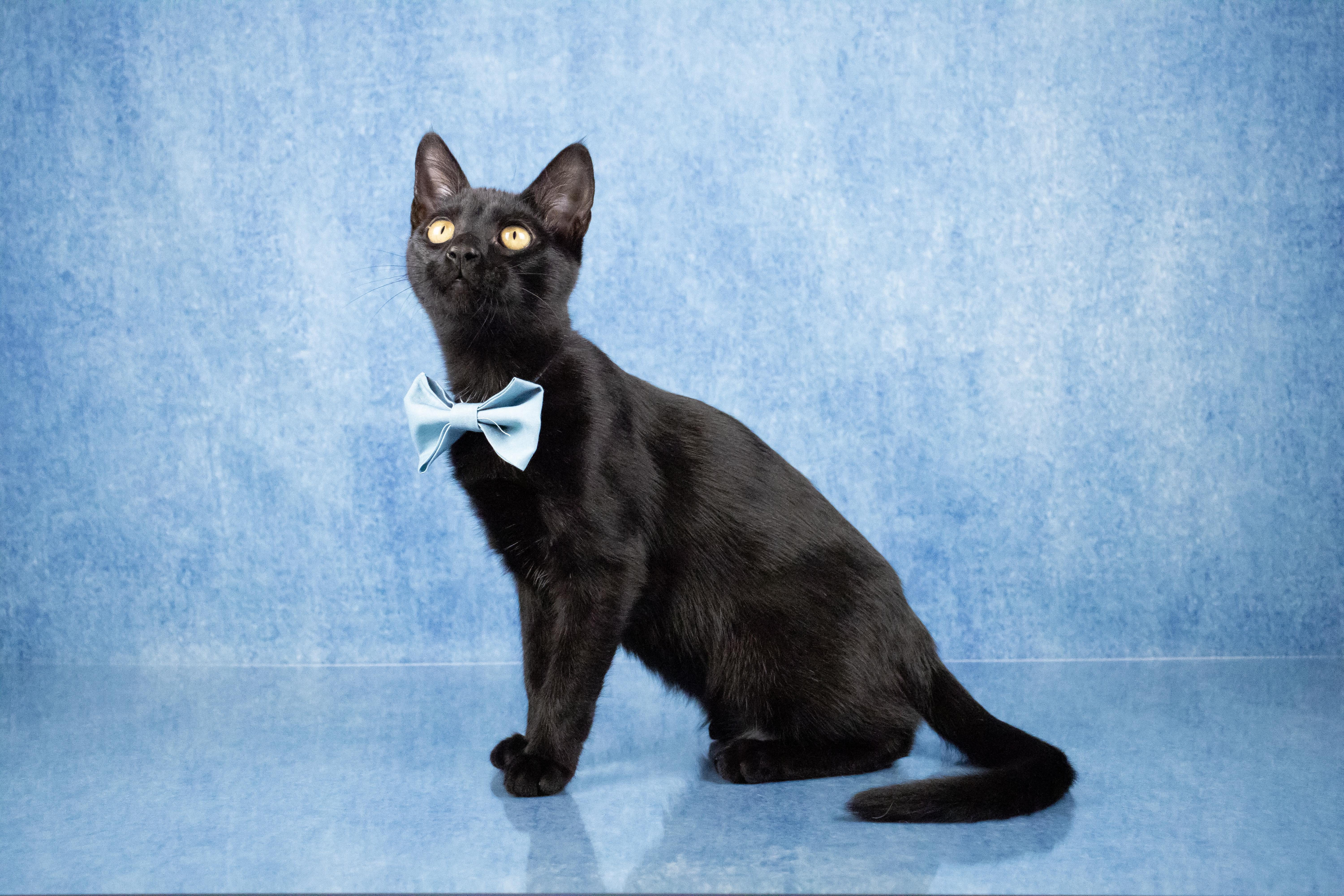 A baby medium-sized male Black Bombay cat named Maxie for adoption in Tuscaloosa, AL