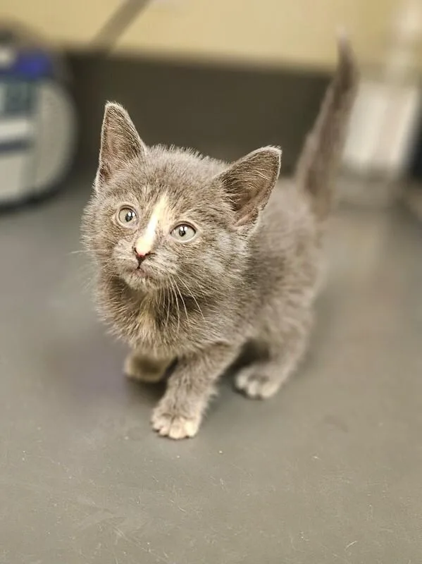 A young medium-sized female Gray / Blue / Silver Domestic Short Hair cat named Dewdrop for adoption in Disputanta, VA
