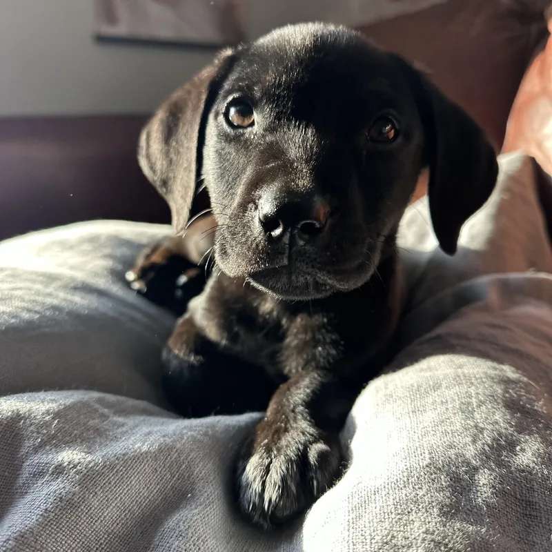 A baby medium-sized male Black Beagle dog named Wrangler for adoption in Chatham, NJ