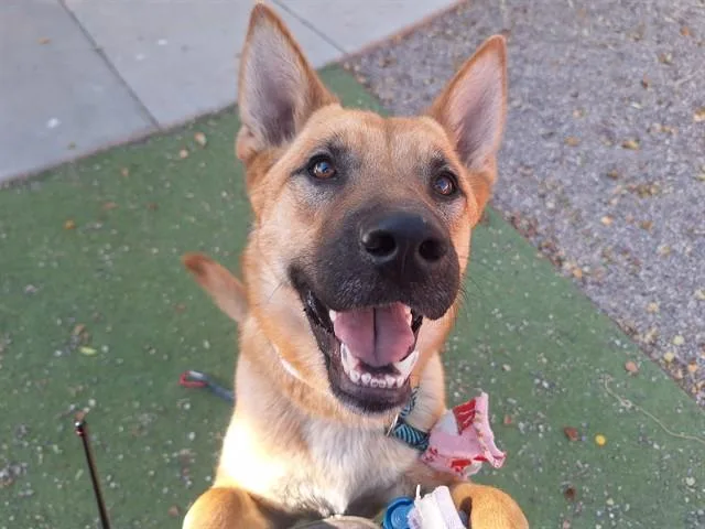An adult large-sized female German Shepherd Dog dog named Kiki for adoption in Phoenix, AZ