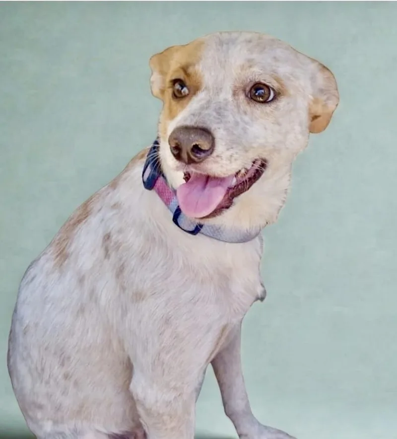 An adult medium-sized female Cattle Dog dog named Chespita for adoption in Escondido, CA