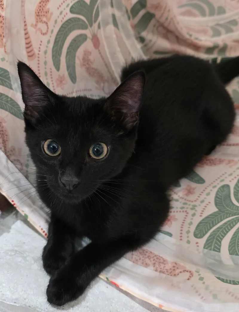A baby medium-sized male Domestic Short Hair cat named Licorice for adoption in Davis, CA
