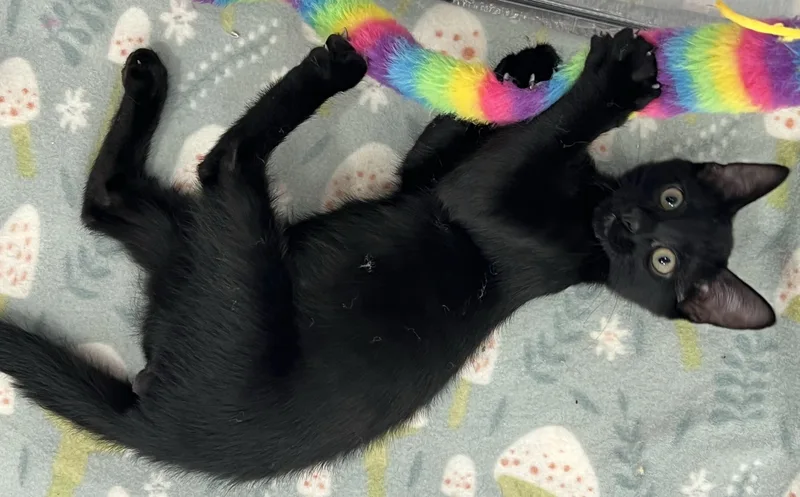 Licorice thumbnail 2