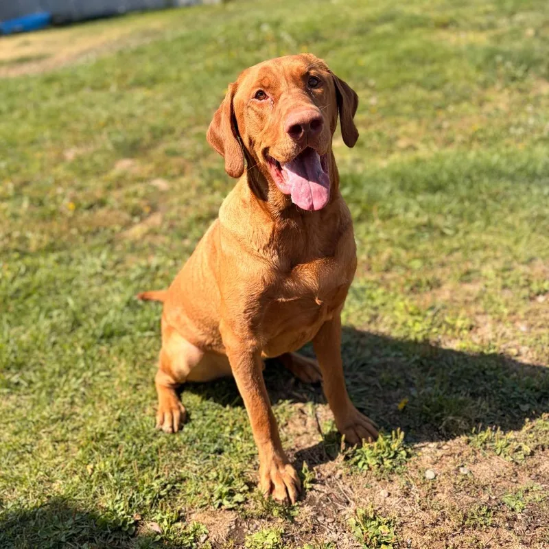 Rufus