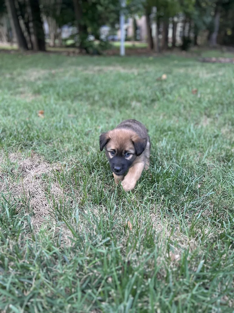 Shelby thumbnail 3