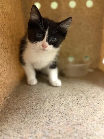 A baby small-sized female Domestic Short Hair cat named Fiona for adoption in Riverside, CA