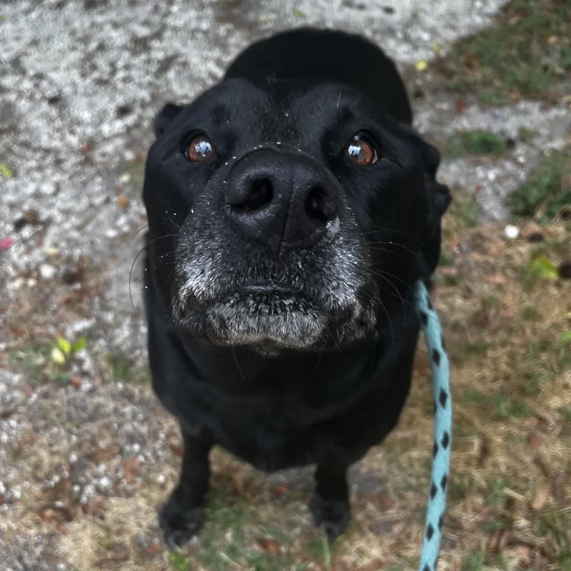 Sullie thumbnail 2