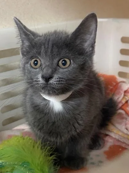 A young small-sized female Domestic Short Hair cat named A Lacy for adoption in North Charleston, SC
