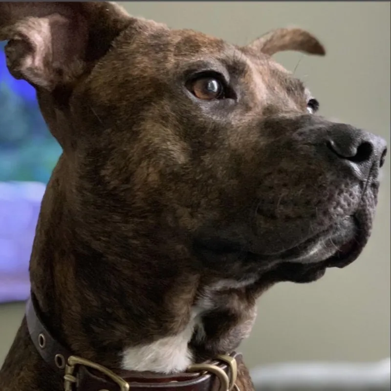 A senior large-sized male Pit Bull Terrier dog named Cash for adoption in Chicago, IL