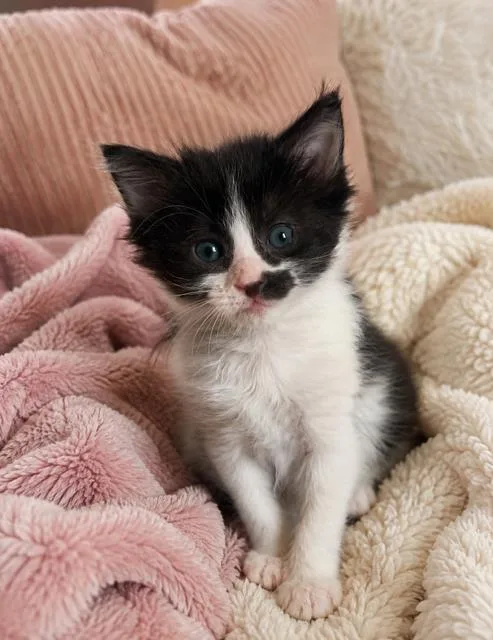 A baby small-sized female Domestic Short Hair cat named Bloom for adoption in San Antonio, TX