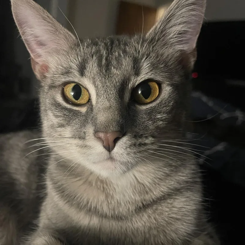 An adult large-sized female Gray / Blue / Silver Domestic Short Hair cat named Luna for adoption in Novelty, OH